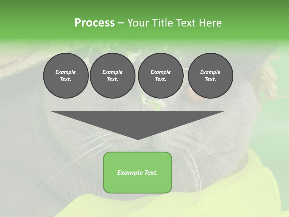 Domestic Short Hair British PowerPoint Template