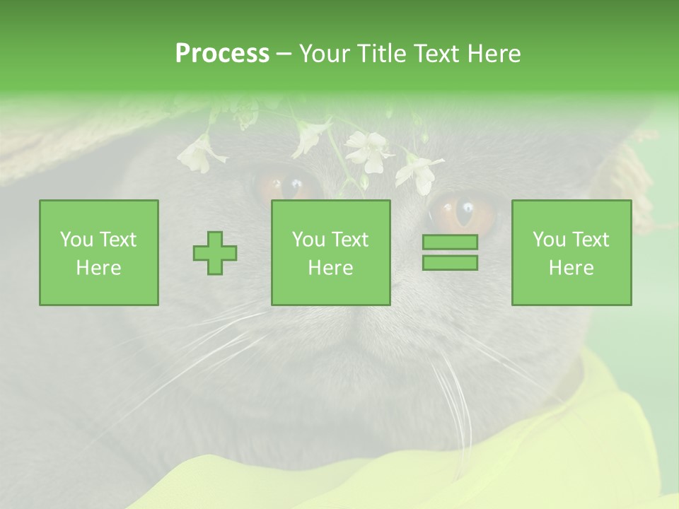 Domestic Short Hair British PowerPoint Template