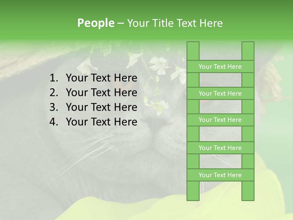 Domestic Short Hair British PowerPoint Template