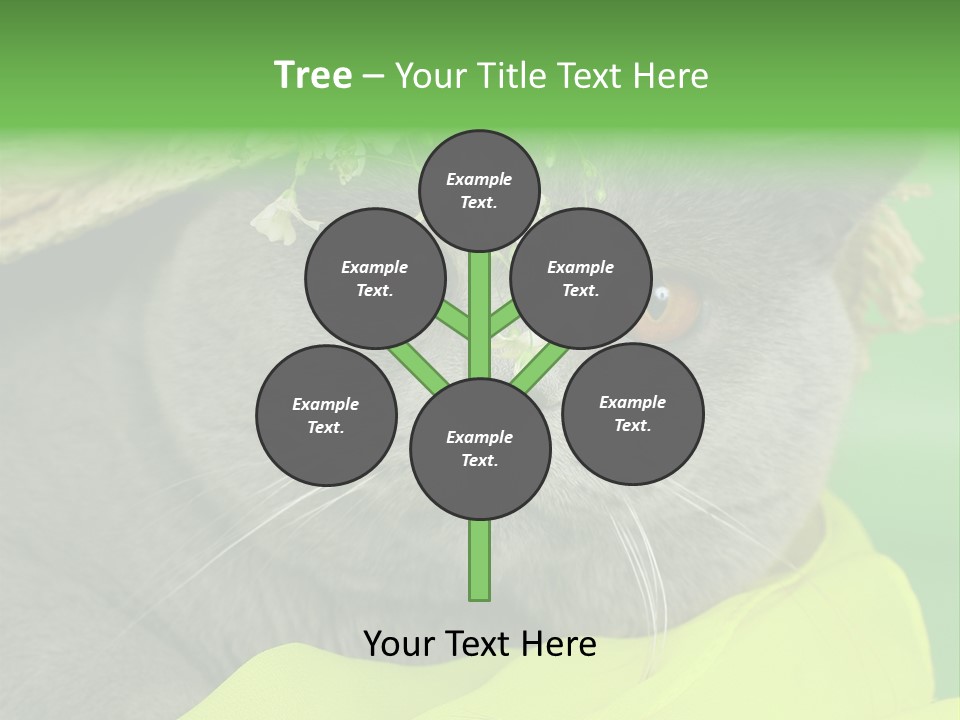 Domestic Short Hair British PowerPoint Template