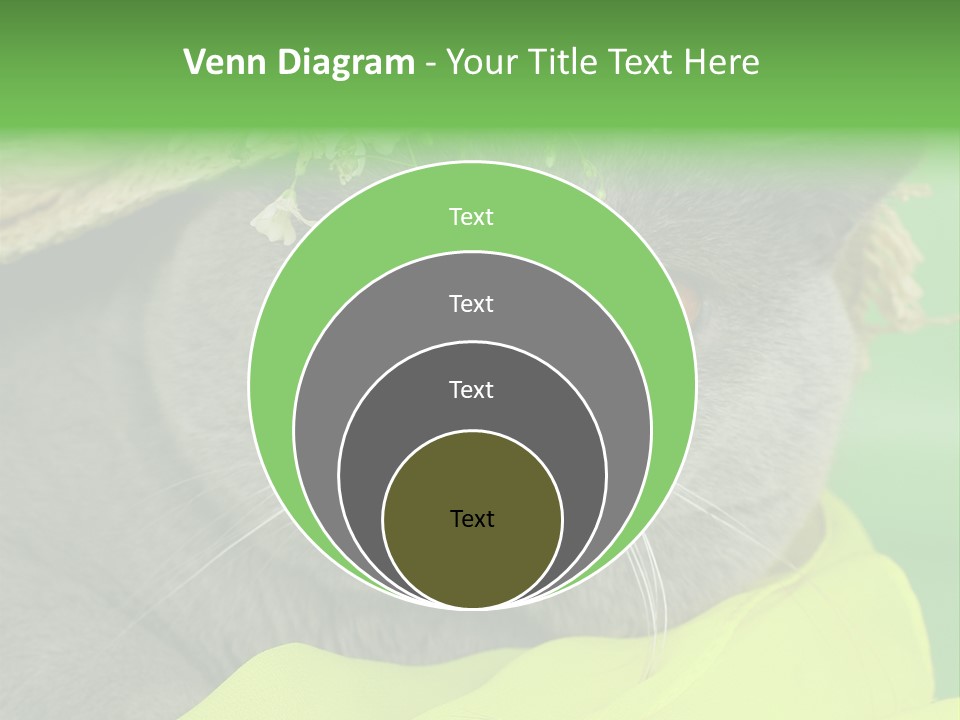 Domestic Short Hair British PowerPoint Template