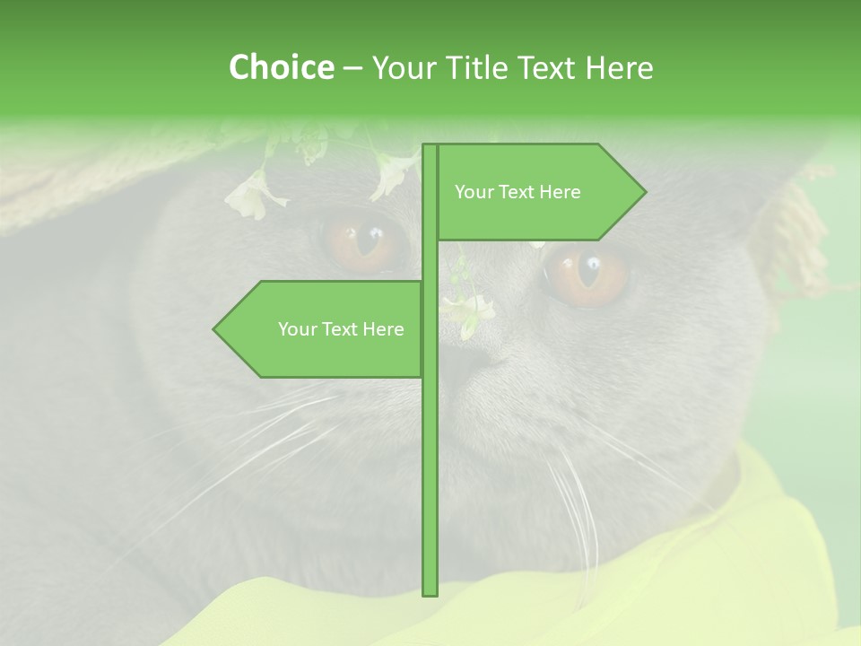 Domestic Short Hair British PowerPoint Template