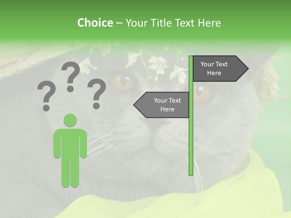 Domestic Short Hair British PowerPoint Template