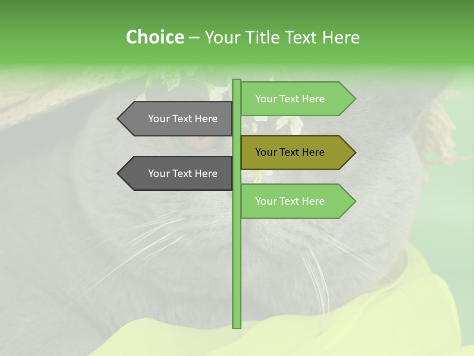 Domestic Short Hair British PowerPoint Template