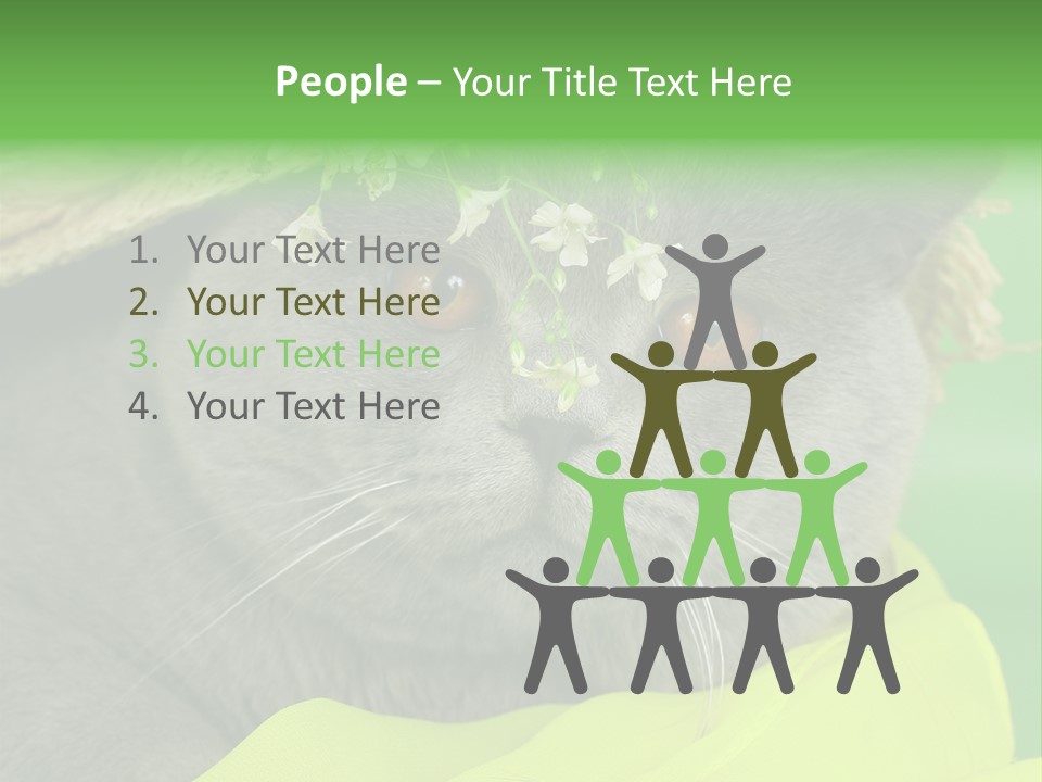 Domestic Short Hair British PowerPoint Template