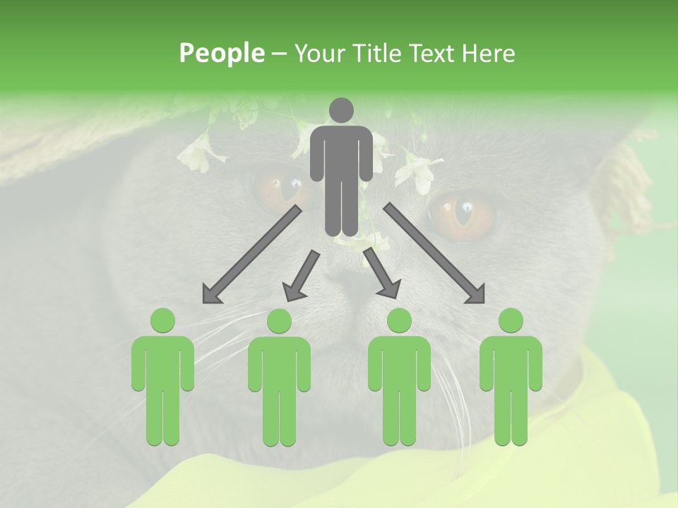 Domestic Short Hair British PowerPoint Template