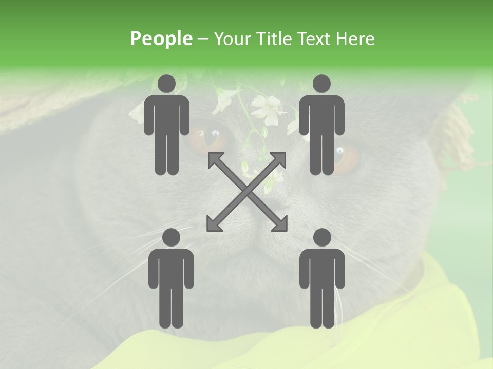 Domestic Short Hair British PowerPoint Template