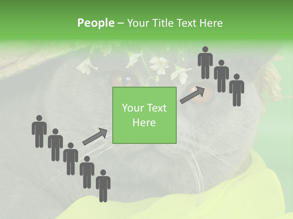 Domestic Short Hair British PowerPoint Template