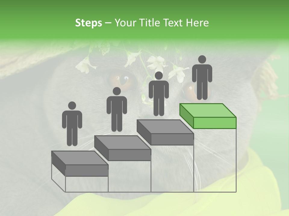 Domestic Short Hair British PowerPoint Template