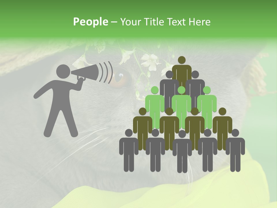 Domestic Short Hair British PowerPoint Template