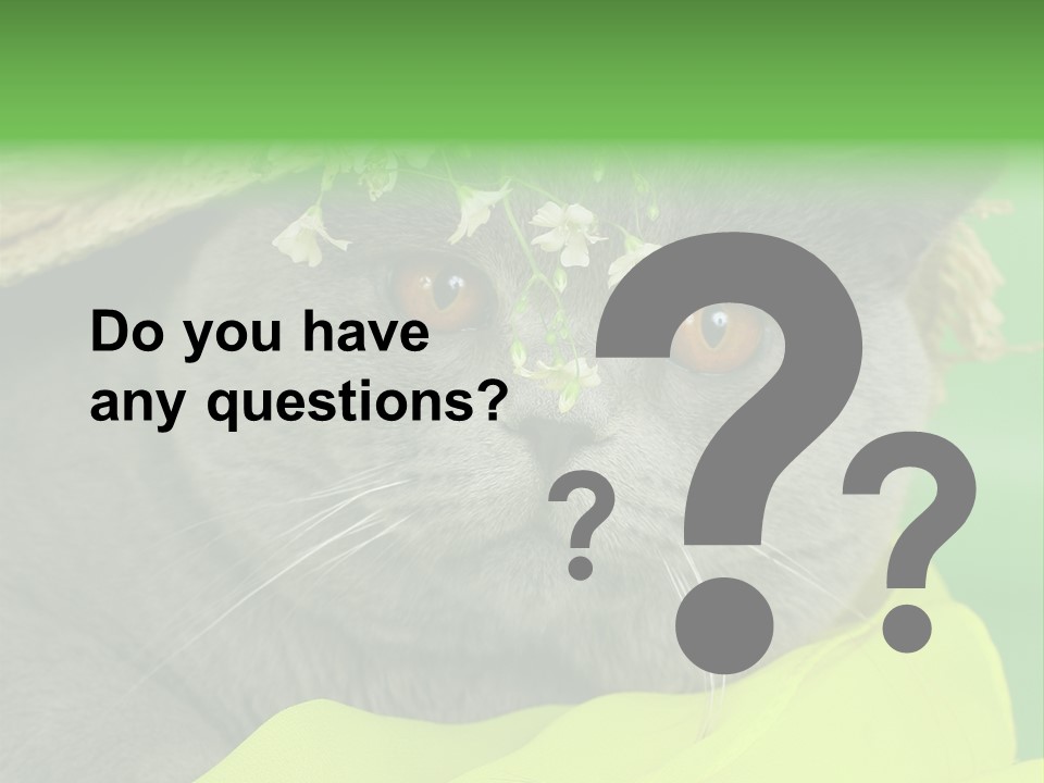 Domestic Short Hair British PowerPoint Template