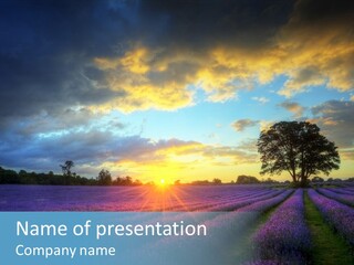 Sunset Green Color PowerPoint Template