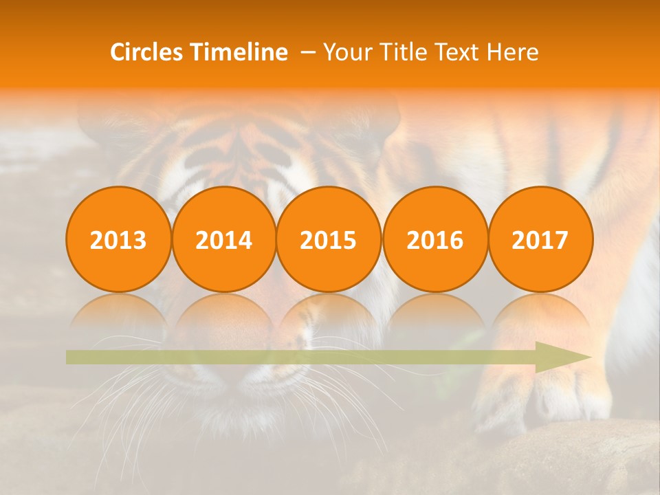 Captivity Asia Fierce PowerPoint Template