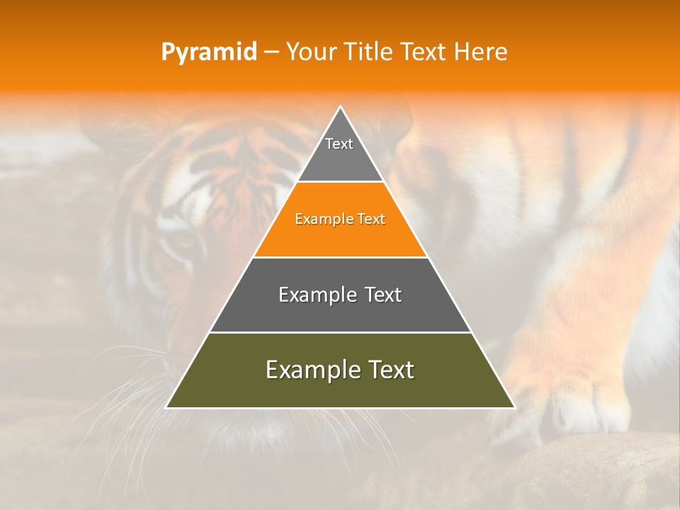 Captivity Asia Fierce PowerPoint Template