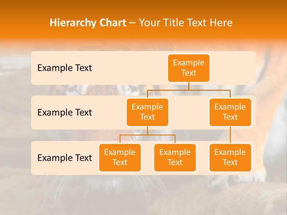 Captivity Asia Fierce PowerPoint Template