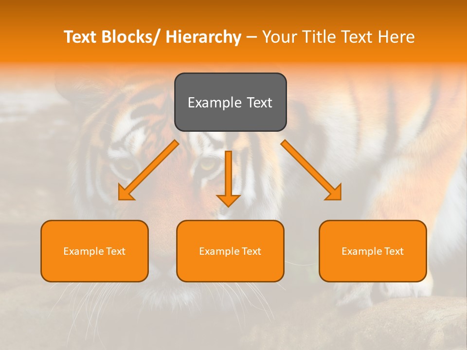 Captivity Asia Fierce PowerPoint Template