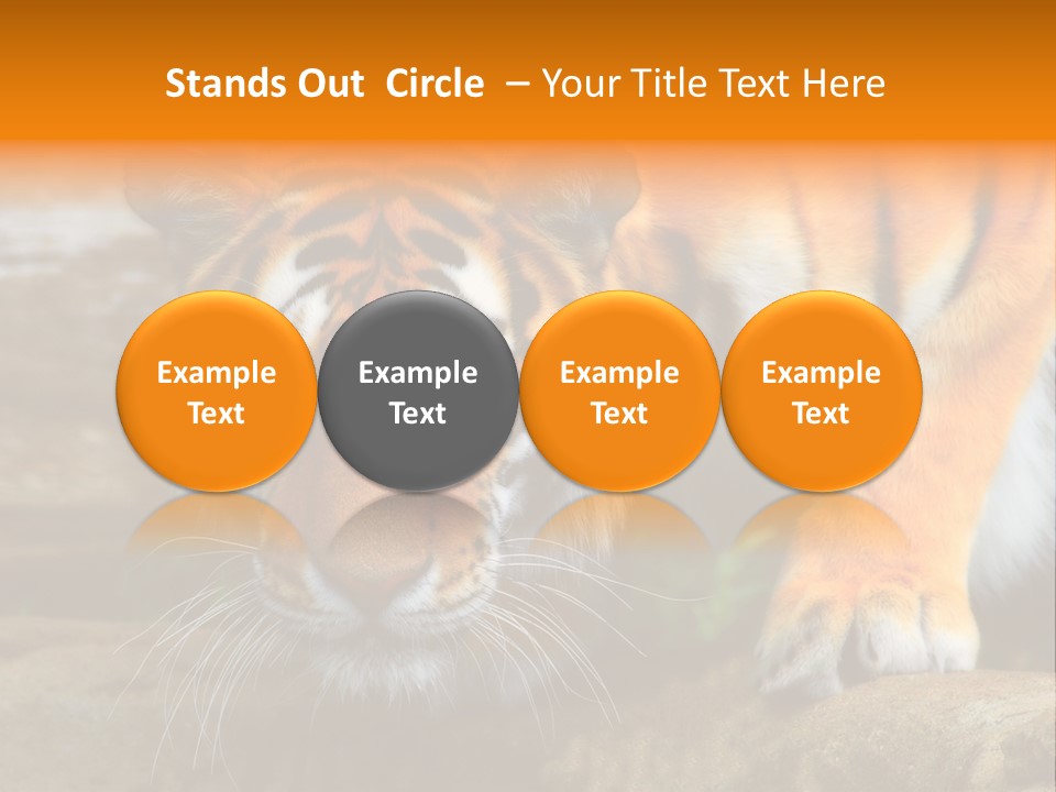 Captivity Asia Fierce PowerPoint Template