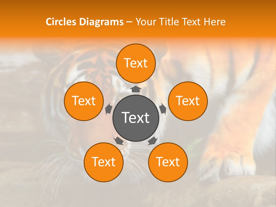 Captivity Asia Fierce PowerPoint Template