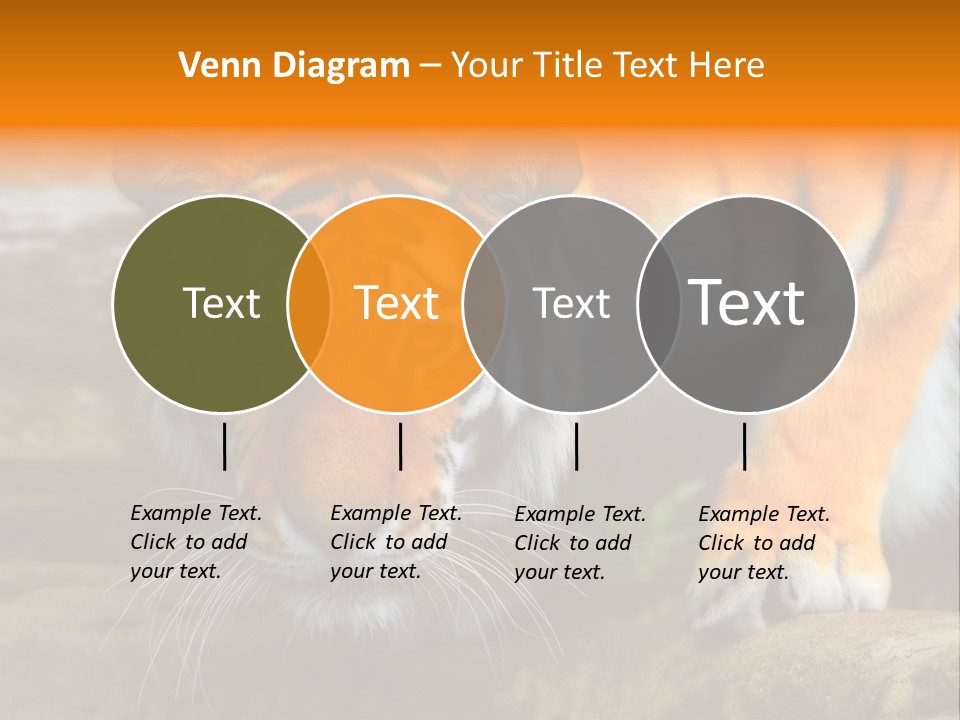 Captivity Asia Fierce PowerPoint Template