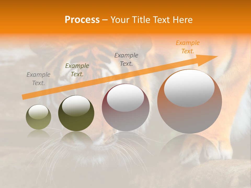 Captivity Asia Fierce PowerPoint Template