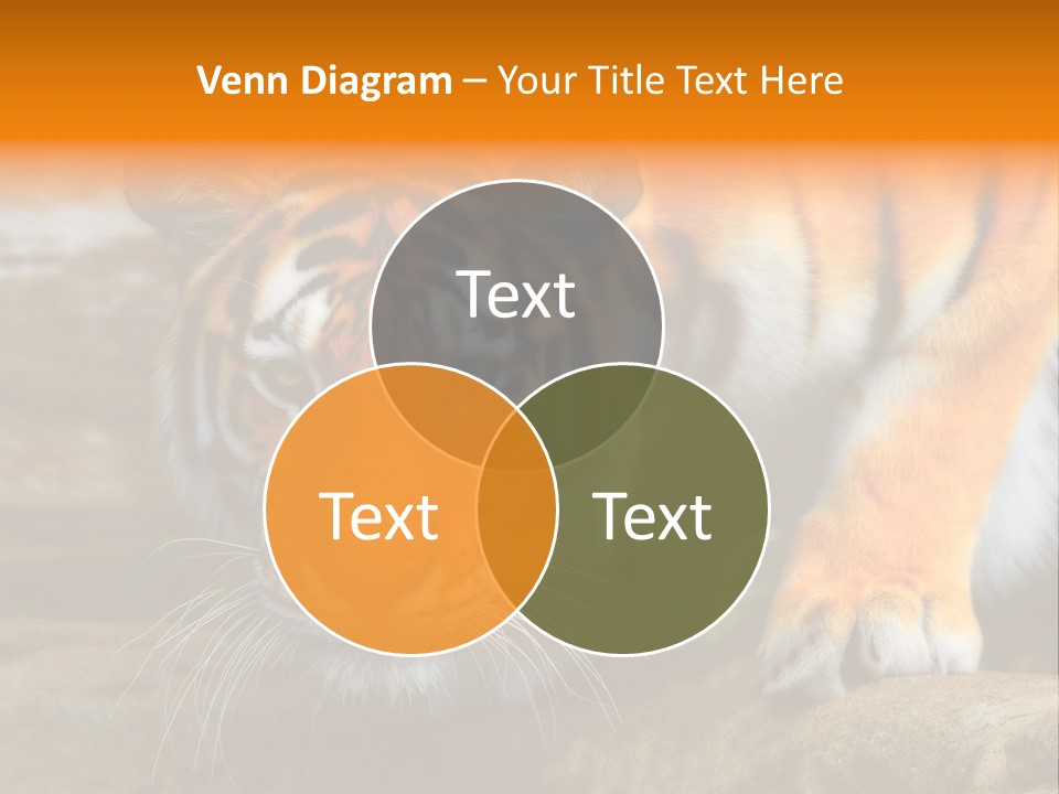 Captivity Asia Fierce PowerPoint Template