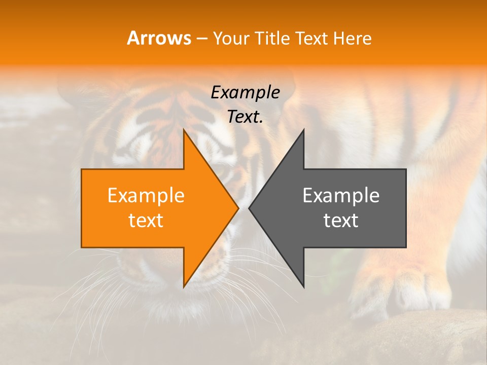 Captivity Asia Fierce PowerPoint Template