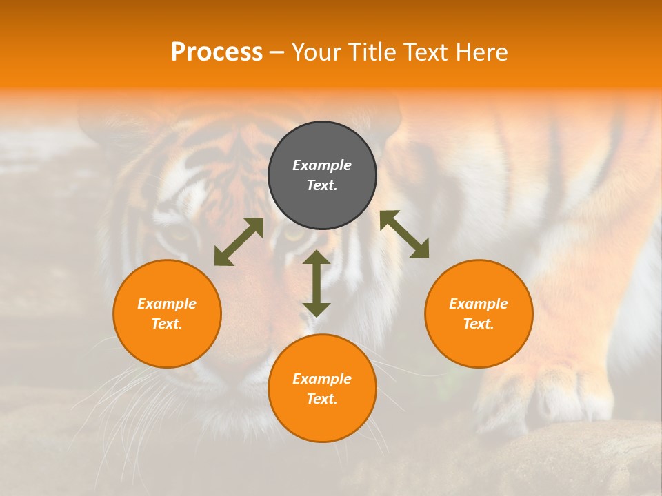 Captivity Asia Fierce PowerPoint Template