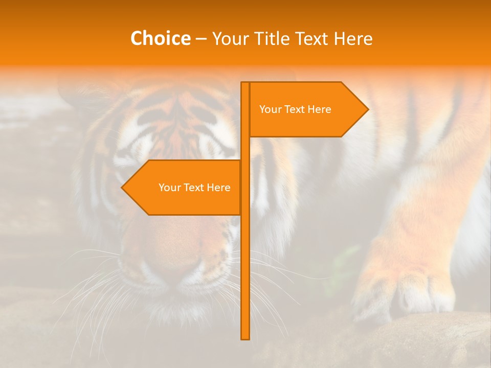 Captivity Asia Fierce PowerPoint Template