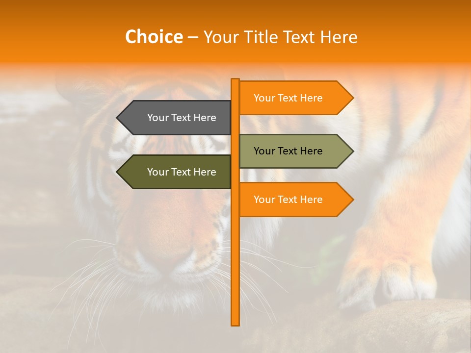 Captivity Asia Fierce PowerPoint Template