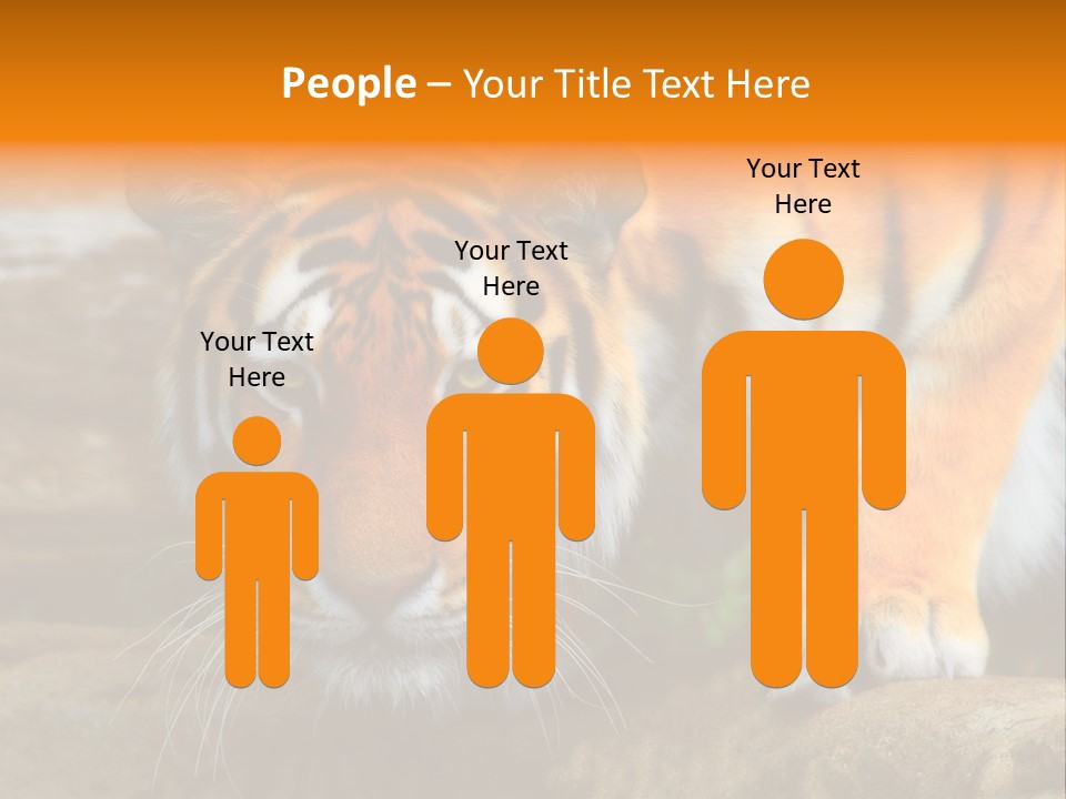 Captivity Asia Fierce PowerPoint Template