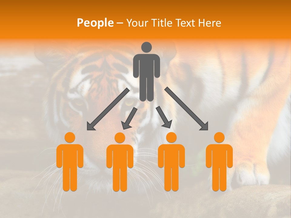 Captivity Asia Fierce PowerPoint Template