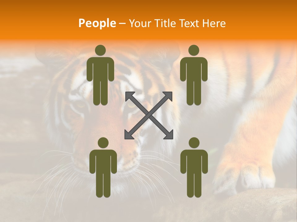 Captivity Asia Fierce PowerPoint Template