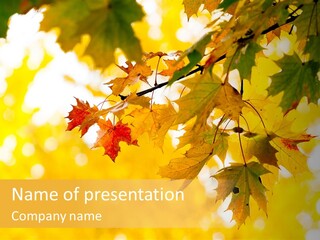 Sunshine Branch Climate PowerPoint Template