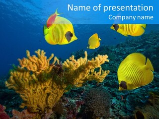 Underwater Behavior Image PowerPoint Template