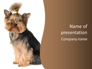 Brown Looking Dog PowerPoint Template