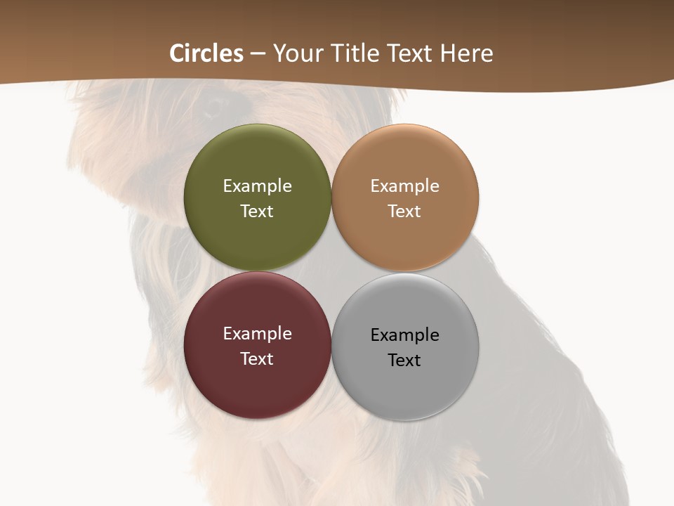 Brown Looking Dog PowerPoint Template