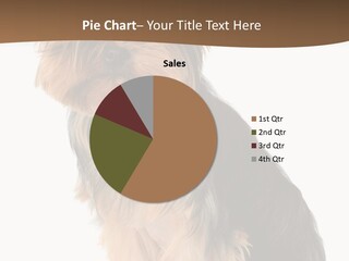 Brown Looking Dog PowerPoint Template