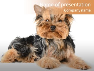 Yorkshire View Animal PowerPoint Template