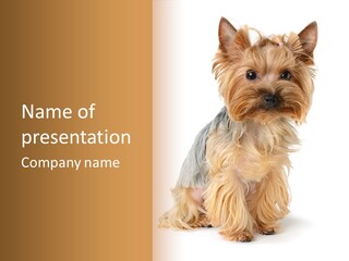 Cute Small Yorkshire PowerPoint Template