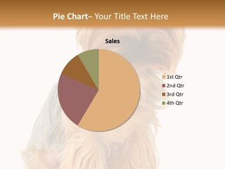 Cute Small Yorkshire PowerPoint Template