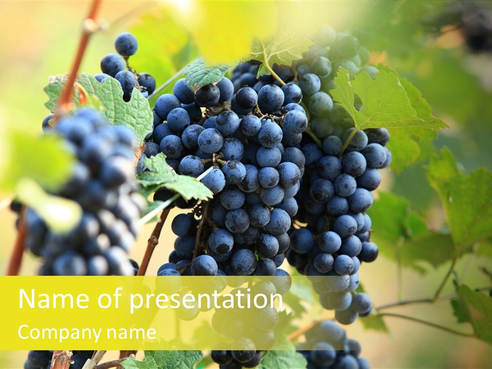 Bunch Vino Green PowerPoint Template