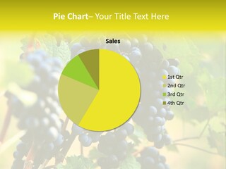 Bunch Vino Green PowerPoint Template