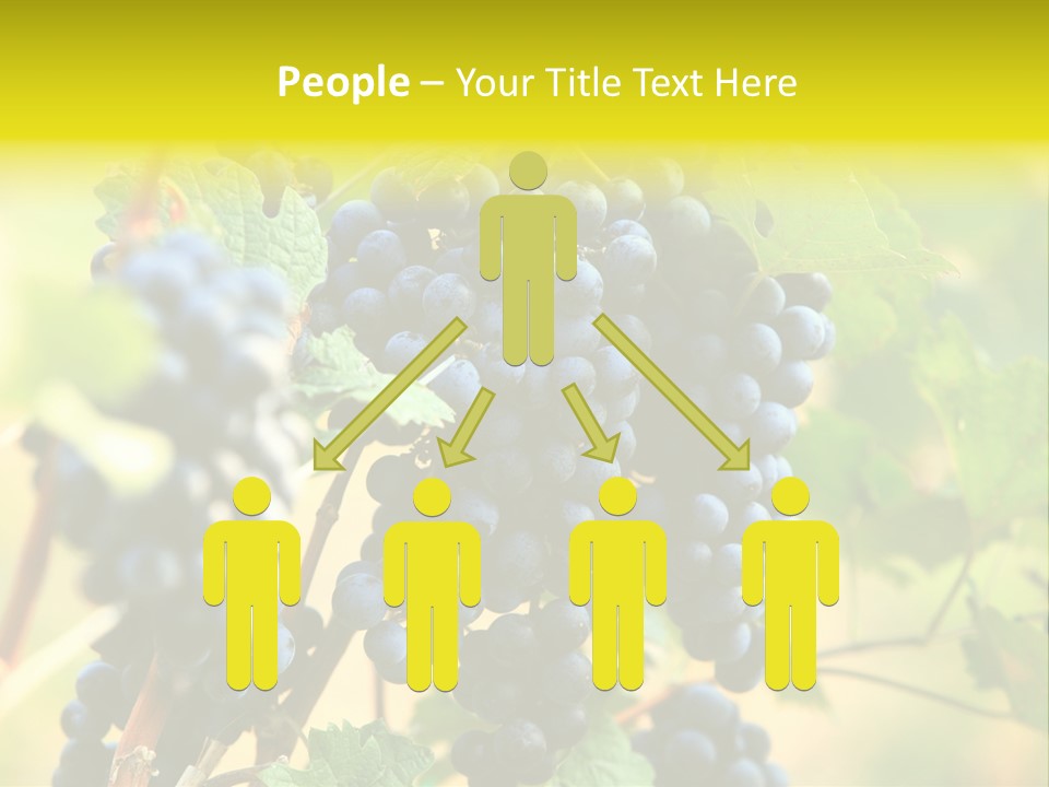 Bunch Vino Green PowerPoint Template