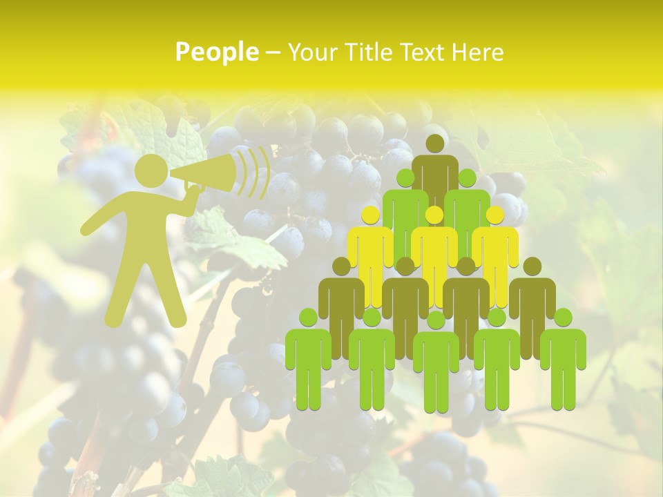 Bunch Vino Green PowerPoint Template