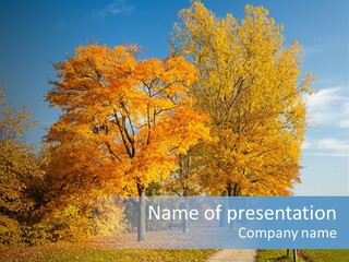 Foliage Sunlight Golden PowerPoint Template