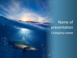 Brightly Bull Shark Air PowerPoint Template