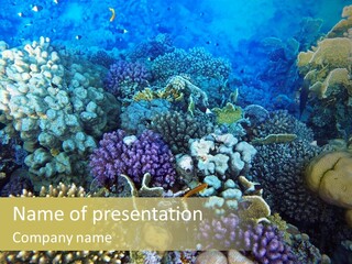 Live Ocean Under PowerPoint Template