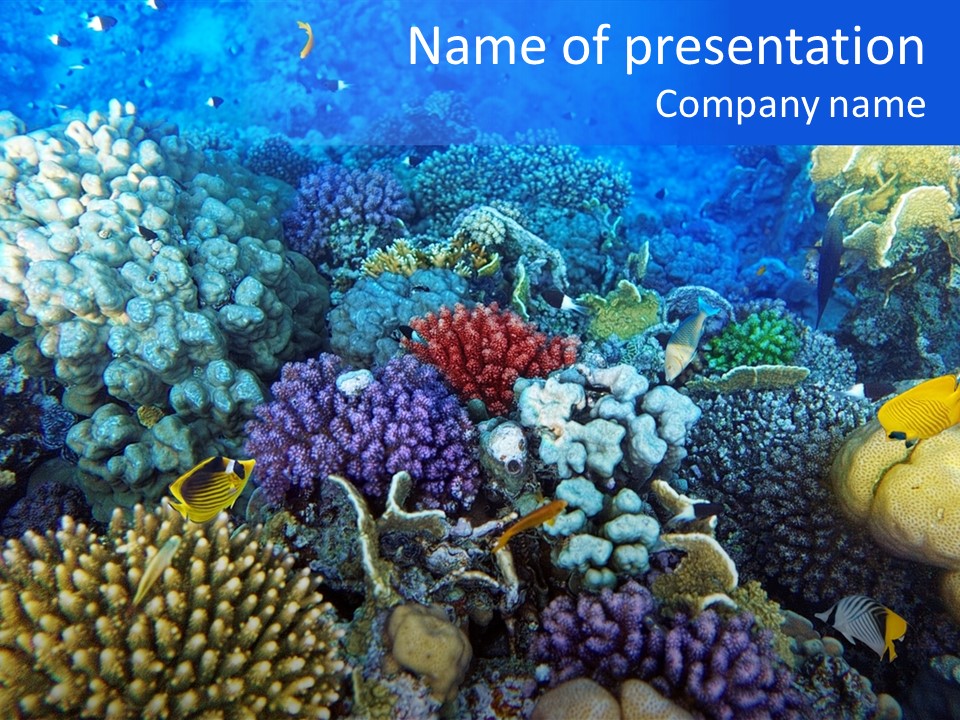Reefscape Aqua Close Up PowerPoint Template
