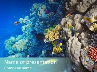Alive Aquarium Underwater PowerPoint Template