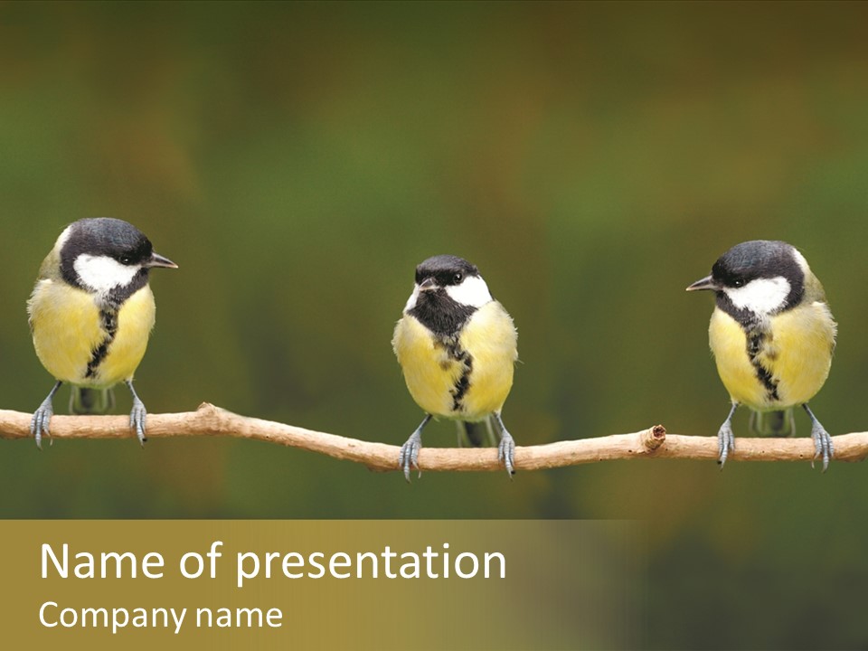 Bird Bird Life Small PowerPoint Template